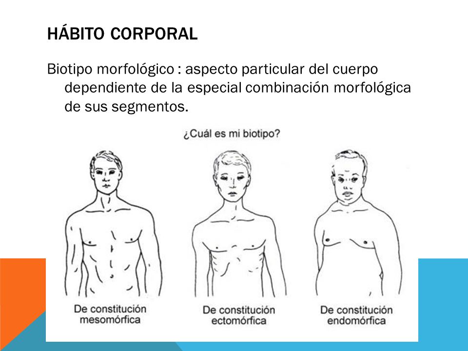 Hábito corporal Biotipo morfológico : aspecto particular del cuerpo dependiente de la especial combinación morfológica de sus segmentos.