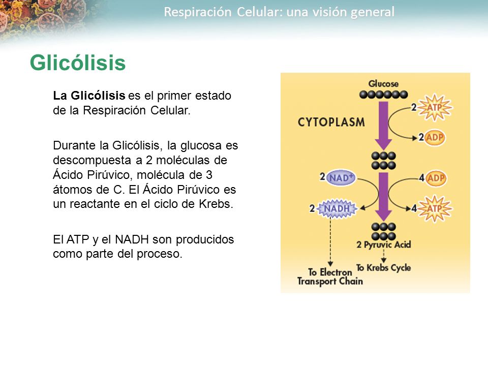 Glicólisis La Glicólisis es el primer estado de la Respiración Celular.