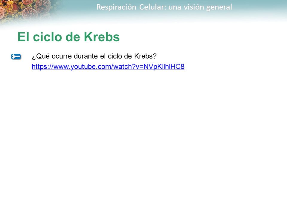 El ciclo de Krebs ¿Qué ocurre durante el ciclo de Krebs