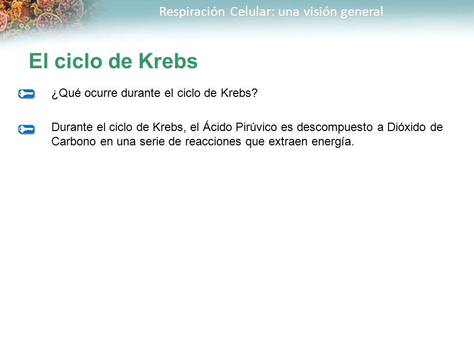 El ciclo de Krebs ¿Qué ocurre durante el ciclo de Krebs