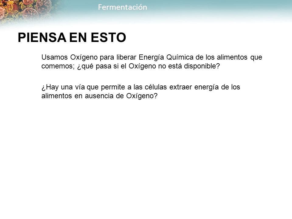 PIENSA EN ESTO Usamos Oxígeno para liberar Energía Química de los alimentos que comemos; ¿qué pasa si el Oxígeno no está disponible