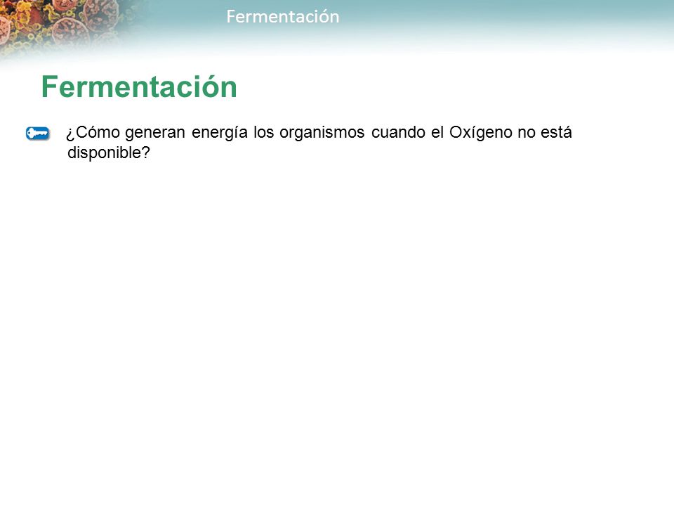 Fermentación ¿Cómo generan energía los organismos cuando el Oxígeno no está disponible