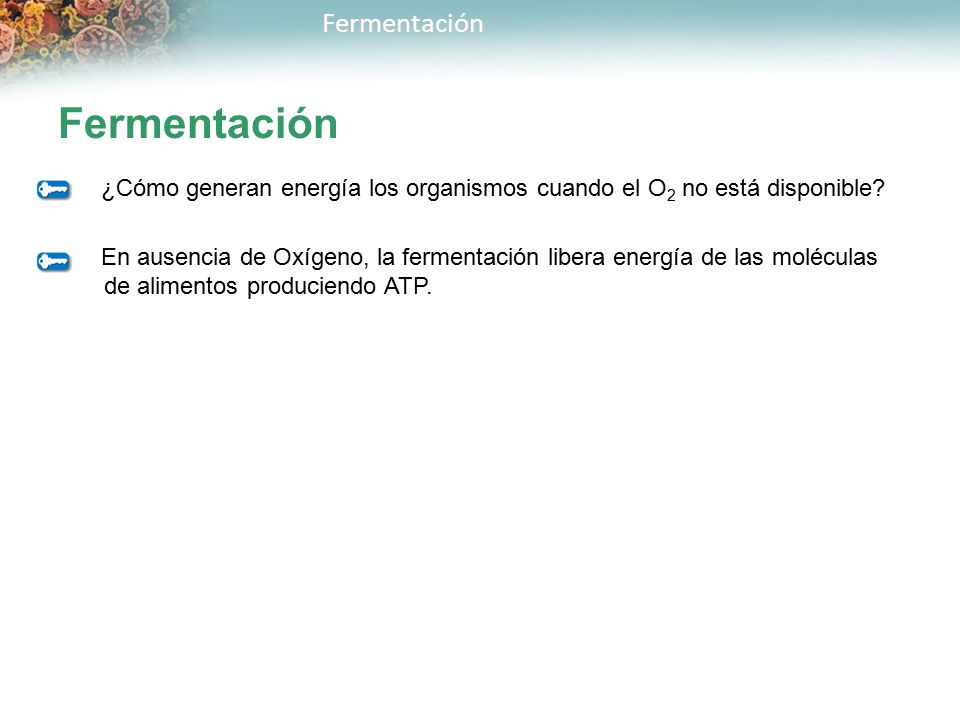 Fermentación ¿Cómo generan energía los organismos cuando el O2 no está disponible