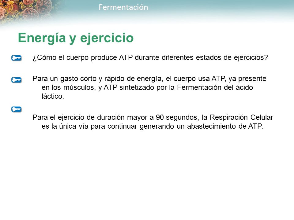 Energía y ejercicio ¿Cómo el cuerpo produce ATP durante diferentes estados de ejercicios