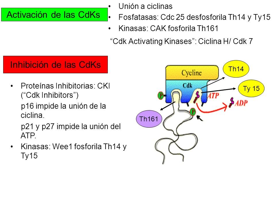 Activación de las CdKs Inhibición de las CdKs Unión a ciclinas
