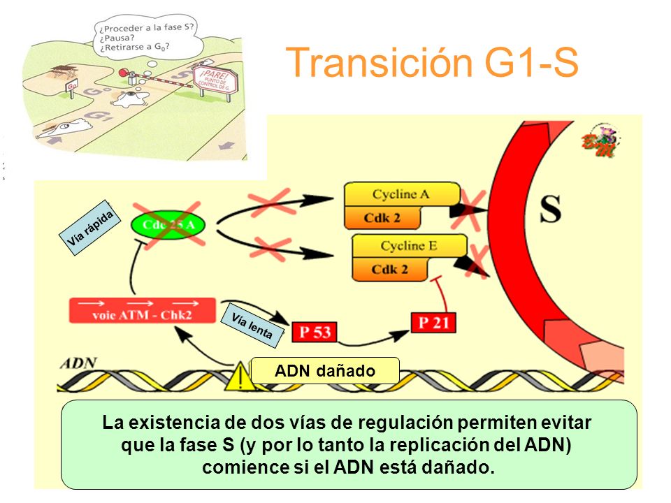 Transición G1-S TRANSICIÓN G1/S. Vía rápida. Vía lenta. ADN dañado. La existencia de dos vías de regulación permiten evitar.