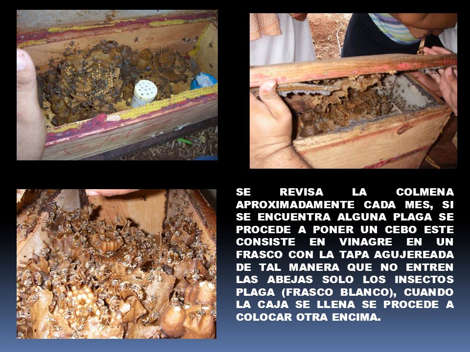 SE REVISA LA COLMENA APROXIMADAMENTE CADA MES, SI SE ENCUENTRA ALGUNA PLAGA SE PROCEDE A PONER UN CEBO ESTE CONSISTE EN VINAGRE EN UN FRASCO CON LA TAPA AGUJEREADA DE TAL MANERA QUE NO ENTREN LAS ABEJAS SOLO LOS INSECTOS PLAGA (FRASCO BLANCO), CUANDO LA CAJA SE LLENA SE PROCEDE A COLOCAR OTRA ENCIMA.