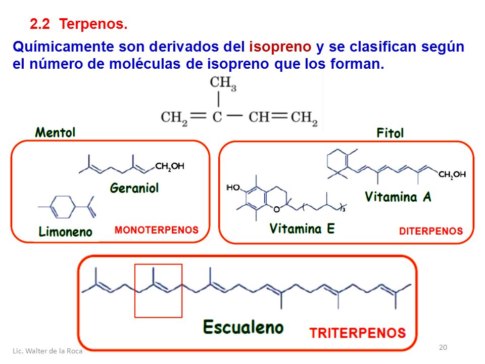 2.2 Terpenos. Químicamente son derivados del isopreno y se clasifican según el número de moléculas de isopreno que los forman.