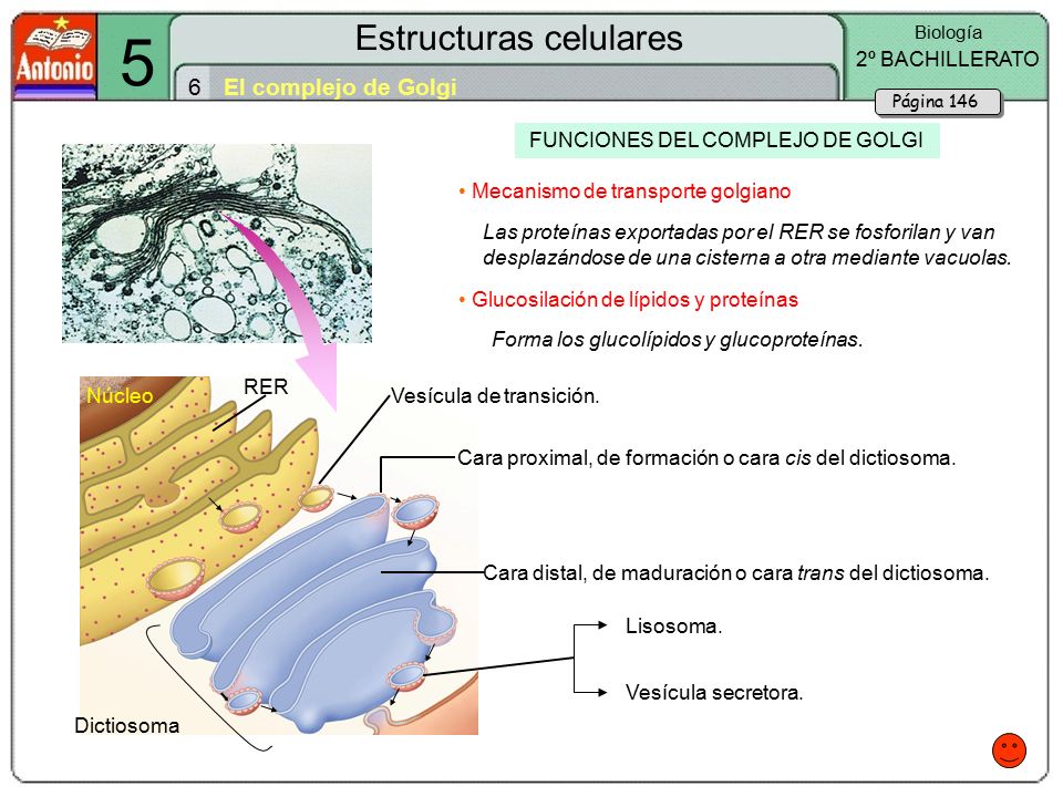 5 Estructuras celulares 6 El complejo de Golgi 2º BACHILLERATO