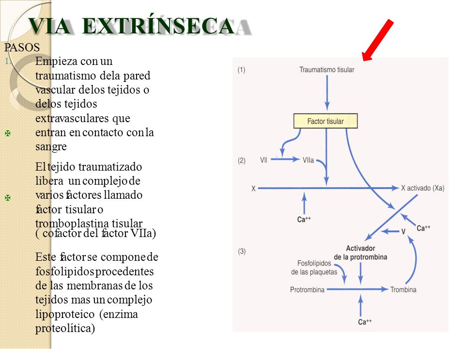 VIA EXTRÍNSECA ( cofactor del factor VIIa) PASOS Empieza con un