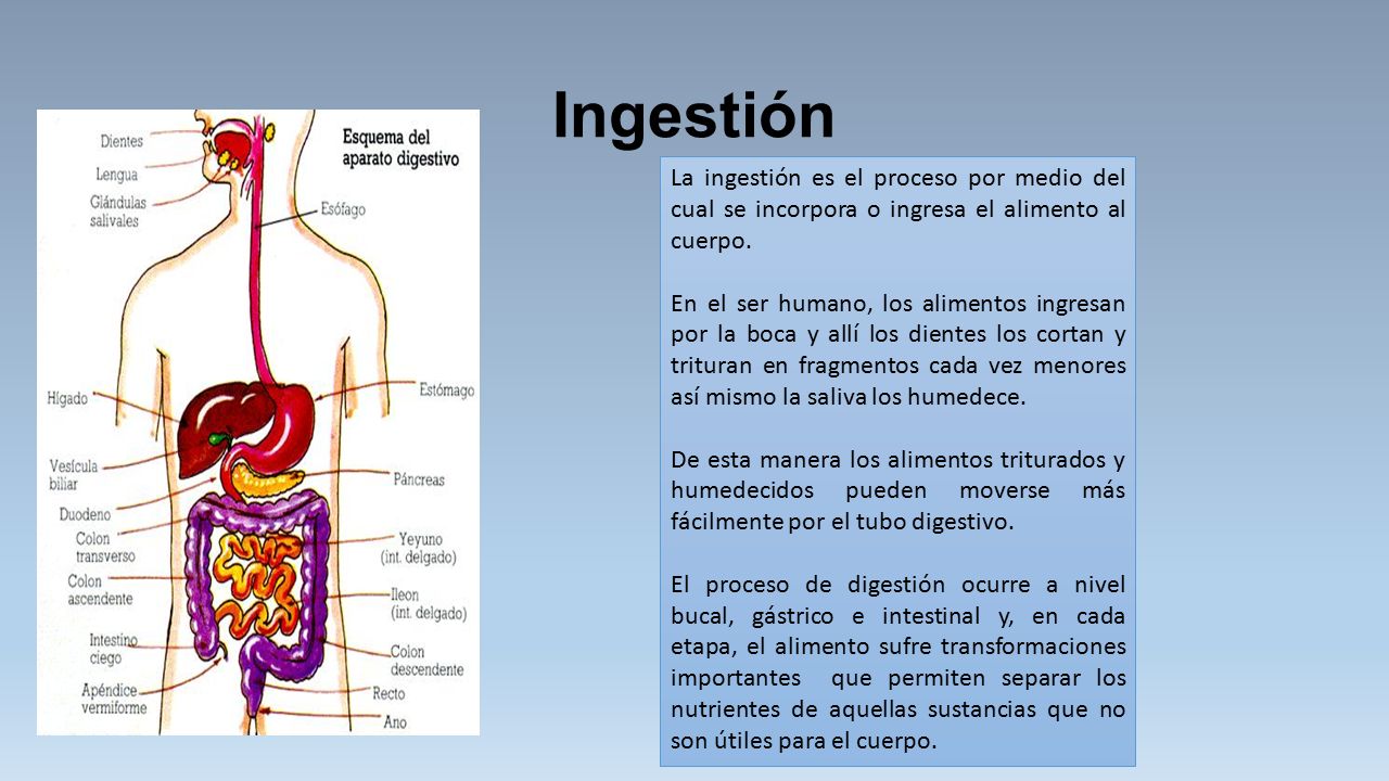 Ingestión La ingestión es el proceso por medio del cual se incorpora o ingresa el alimento al cuerpo.