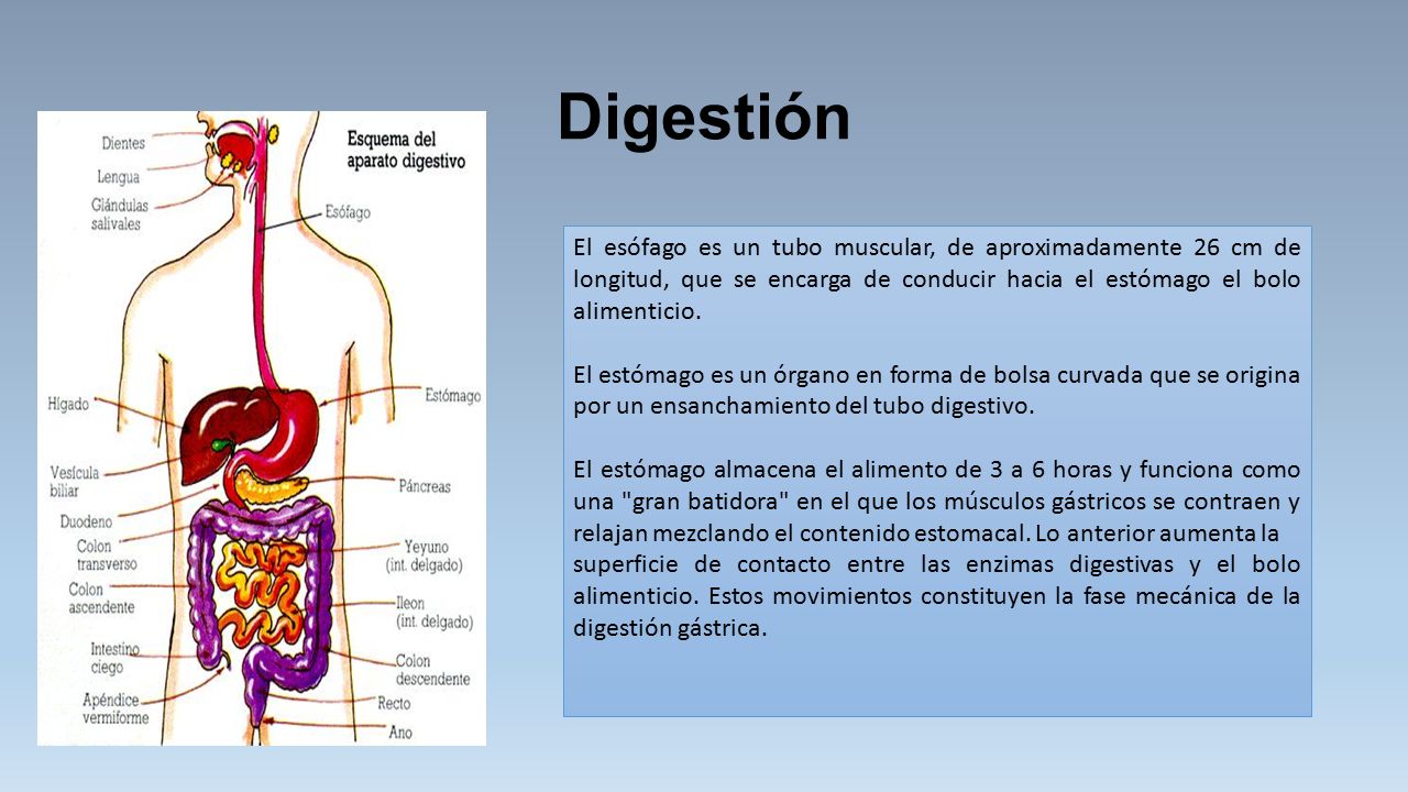 Digestión El esófago es un tubo muscular, de aproximadamente 26 cm de longitud, que se encarga de conducir hacia el estómago el bolo alimenticio.