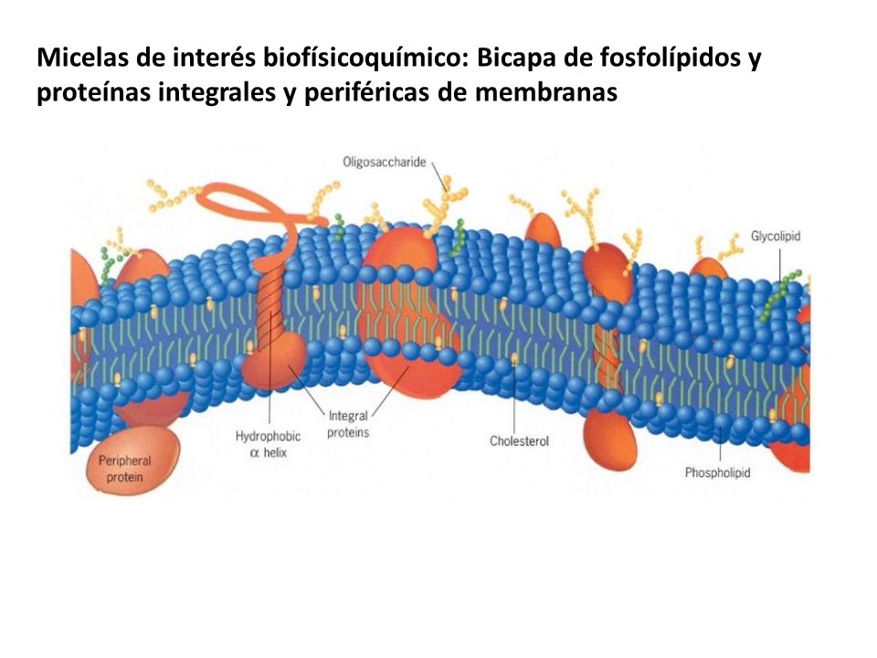 Micelas de interés biofísicoquímico: Bicapa de fosfolípidos y proteínas integrales y periféricas de membranas