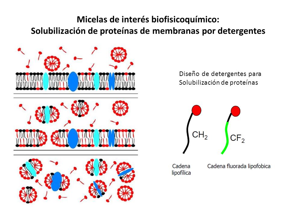 Micelas de interés biofisicoquímico: Solubilización de proteínas de membranas por detergentes