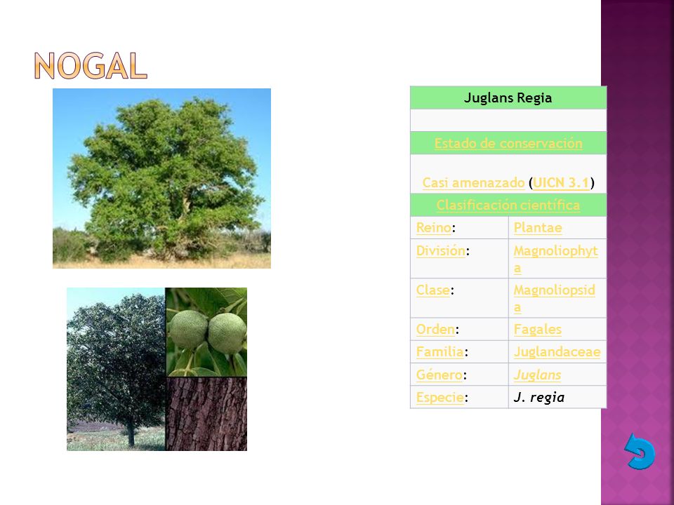 NOGAL Juglans Regia Estado de conservación Casi amenazado (UICN 3.1)