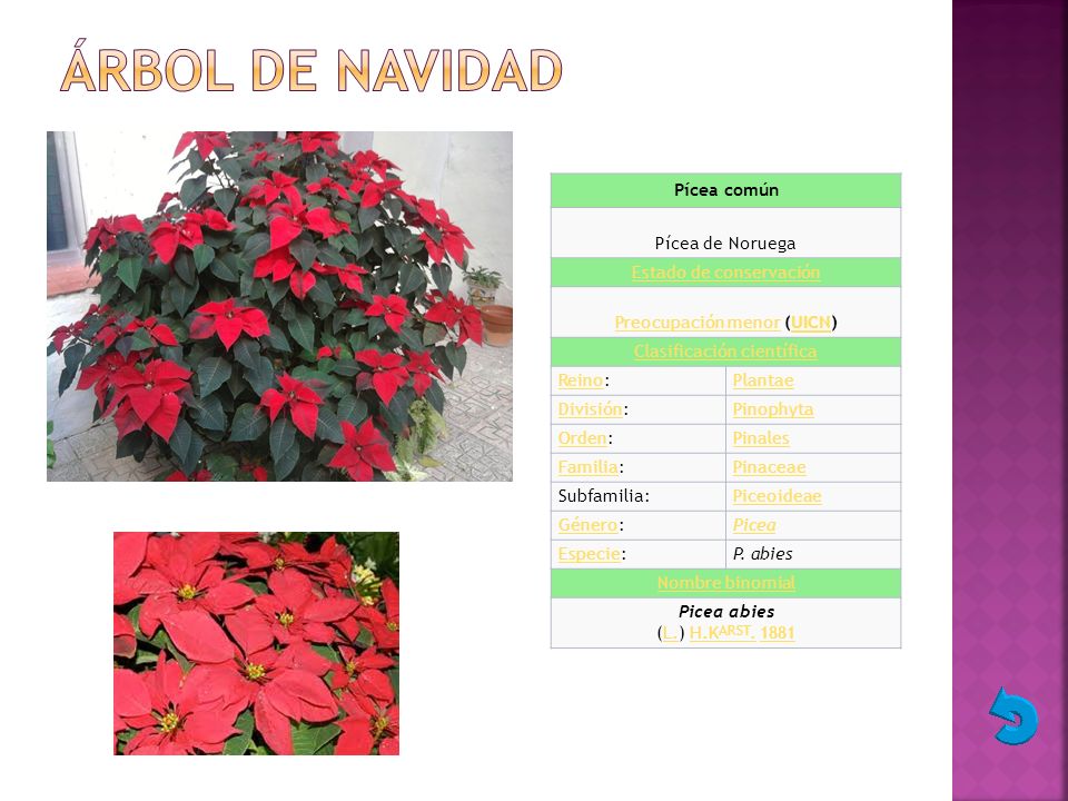 ÁRBOL DE NAVIDAD Pícea común Pícea de Noruega Estado de conservación