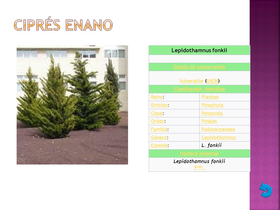 Ciprés enano Lepidothamnus fonkii Estado de conservación