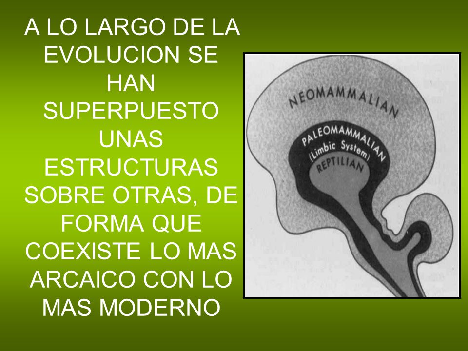 A LO LARGO DE LA EVOLUCION SE HAN SUPERPUESTO UNAS ESTRUCTURAS SOBRE OTRAS, DE FORMA QUE COEXISTE LO MAS ARCAICO CON LO MAS MODERNO