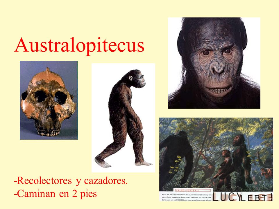 Australopitecus -Recolectores y cazadores. -Caminan en 2 pies