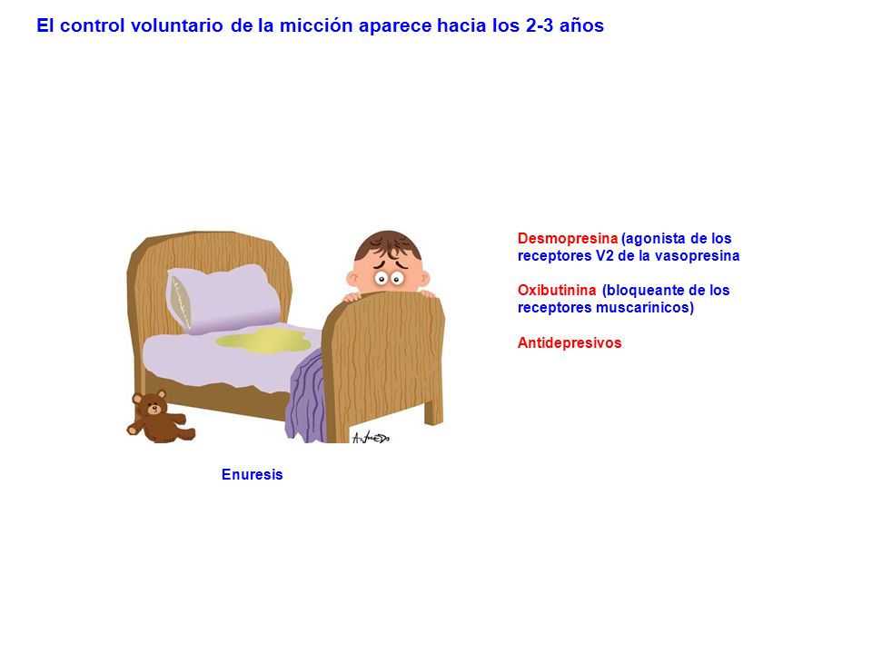 El control voluntario de la micción aparece hacia los 2-3 años