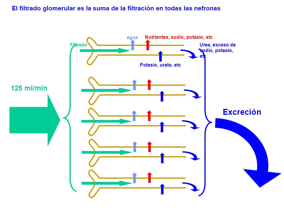 El filtrado glomerular es la suma de la filtración en todas las nefronas