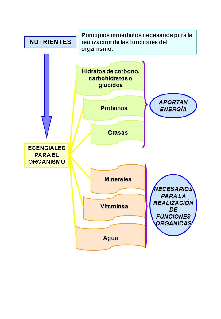 APORTAN ENERGÍA NUTRIENTES. Principios inmediatos necesarios para la realización de las funciones del organismo.