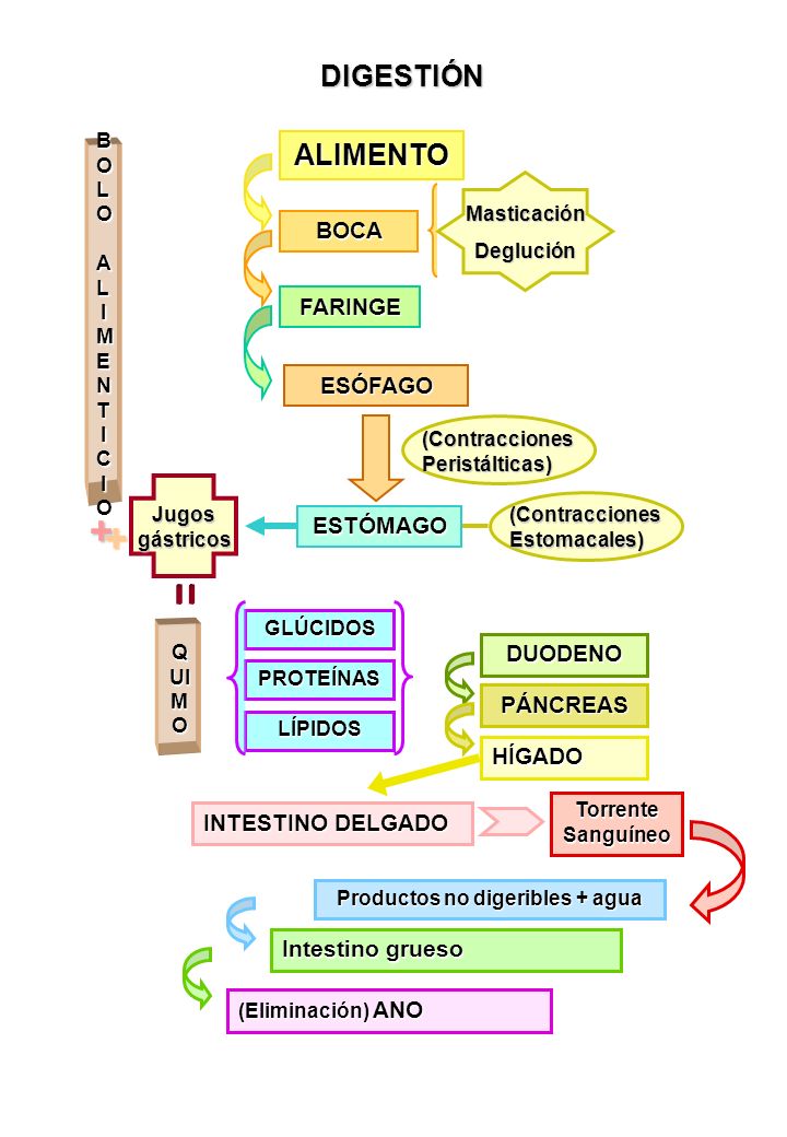 Productos no digeribles + agua