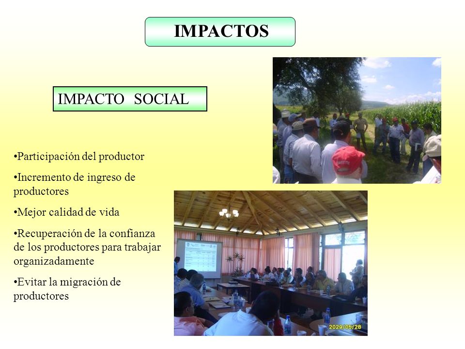 IMPACTOS IMPACTO SOCIAL Participación del productor