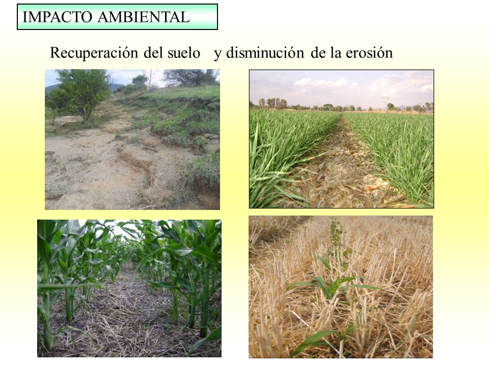 IMPACTO AMBIENTAL Recuperación del suelo y disminución de la erosión