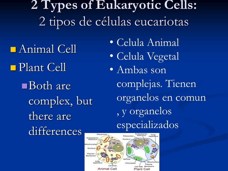 2 Types of Eukaryotic Cells: 2 tipos de células eucariotas