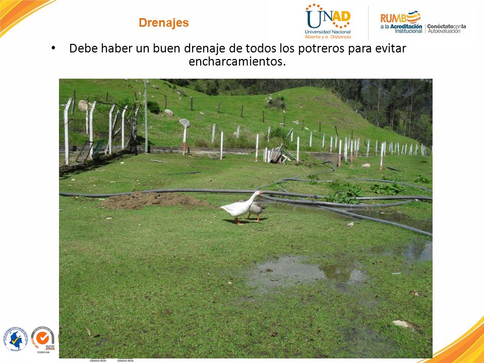 Drenajes Debe haber un buen drenaje de todos los potreros para evitar encharcamientos.