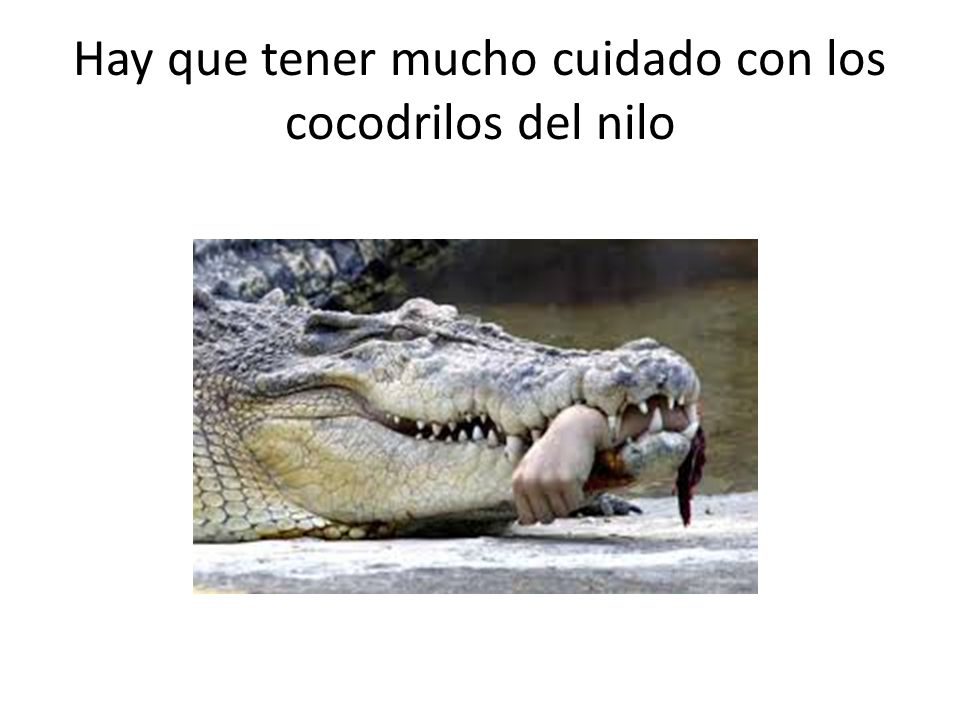 Hay que tener mucho cuidado con los cocodrilos del nilo