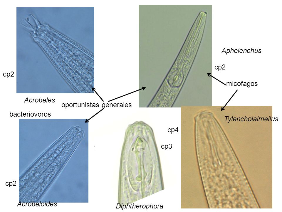 Aphelenchus cp2. cp2. micofagos. Acrobeles. oportunistas generales. bacteriovoros. Tylencholaimellus.