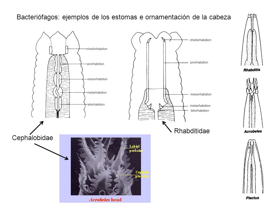 Bacteriófagos: ejemplos de los estomas e ornamentación de la cabeza
