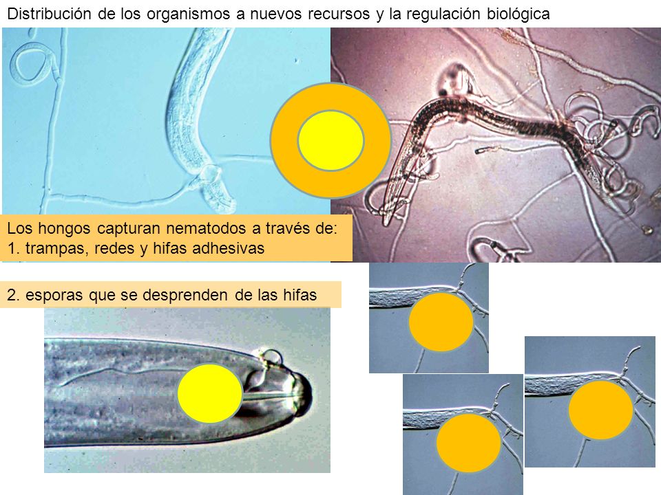 Distribución de los organismos a nuevos recursos y la regulación biológica