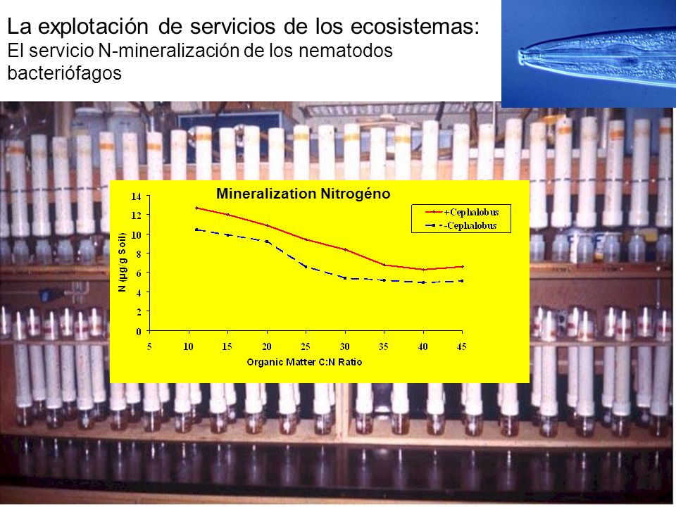 La explotación de servicios de los ecosistemas: El servicio N-mineralización de los nematodos bacteriófagos