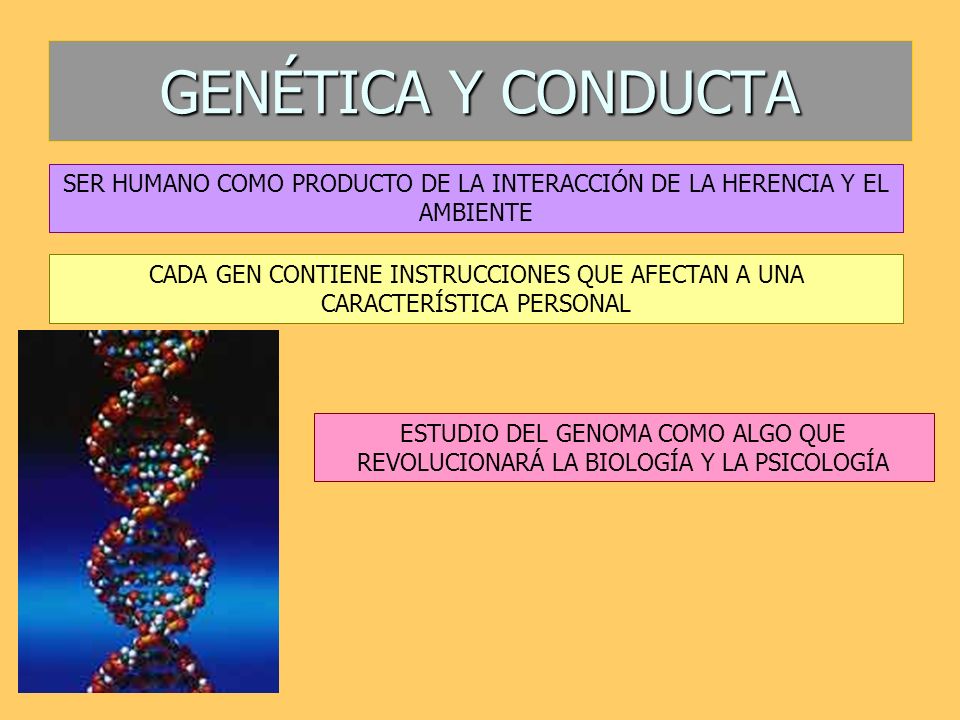GENÉTICA Y CONDUCTA SER HUMANO COMO PRODUCTO DE LA INTERACCIÓN DE LA HERENCIA Y EL AMBIENTE.