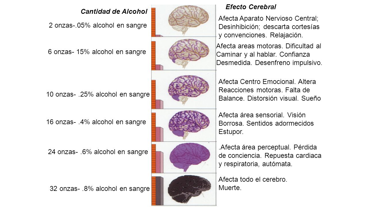 Efecto Cerebral Cantidad de Alcohol. Afecta Aparato Nervioso Central; Desinhibición; descarta cortesías.