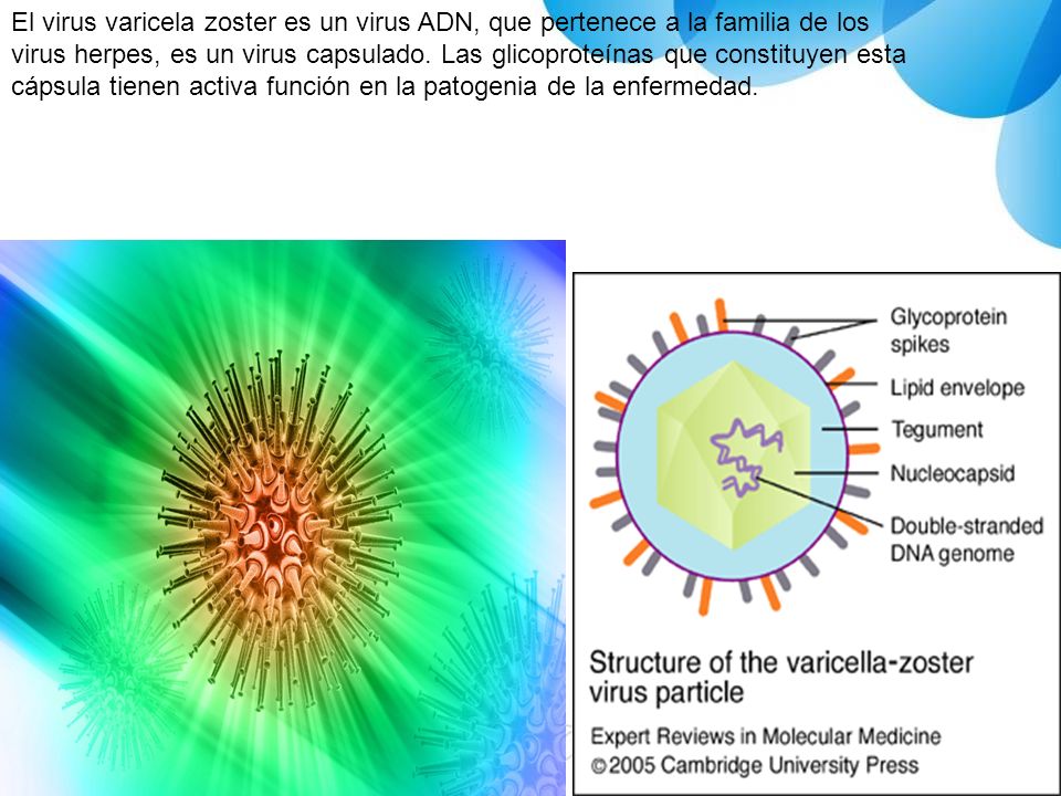 El virus varicela zoster es un virus ADN, que pertenece a la familia de los