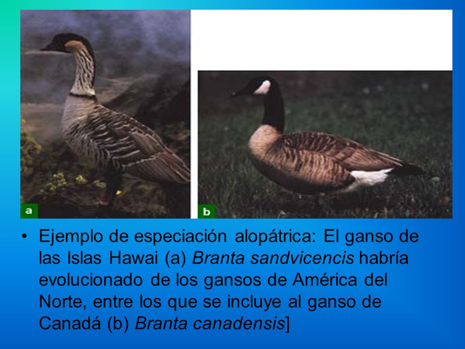 Ejemplo de especiación alopátrica: El ganso de las Islas Hawai (a) Branta sandvicencis habría evolucionado de los gansos de América del Norte, entre los que se incluye al ganso de Canadá (b) Branta canadensis]