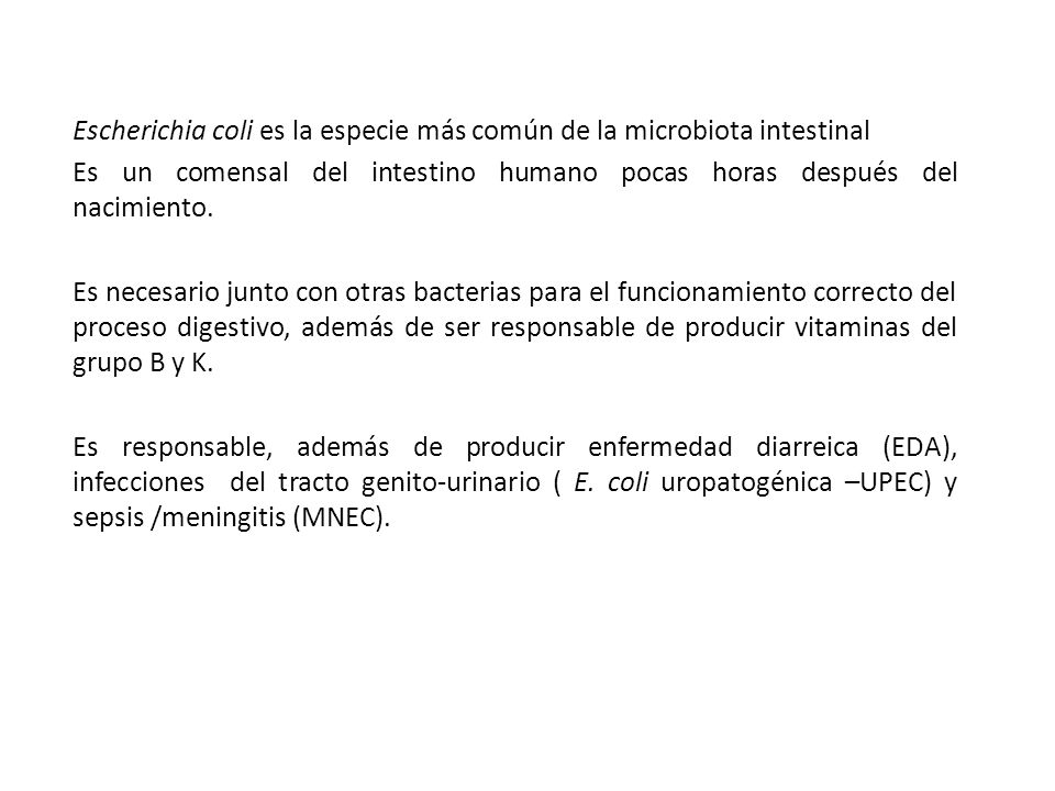 Escherichia coli es la especie más común de la microbiota intestinal