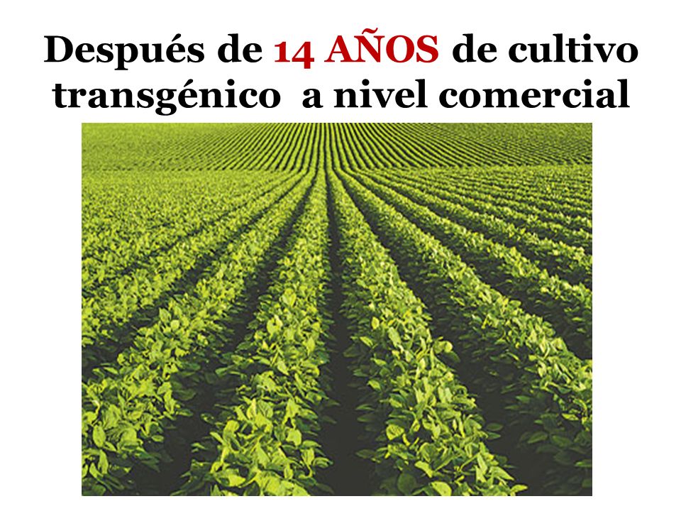 Después de 14 AÑOS de cultivo transgénico a nivel comercial