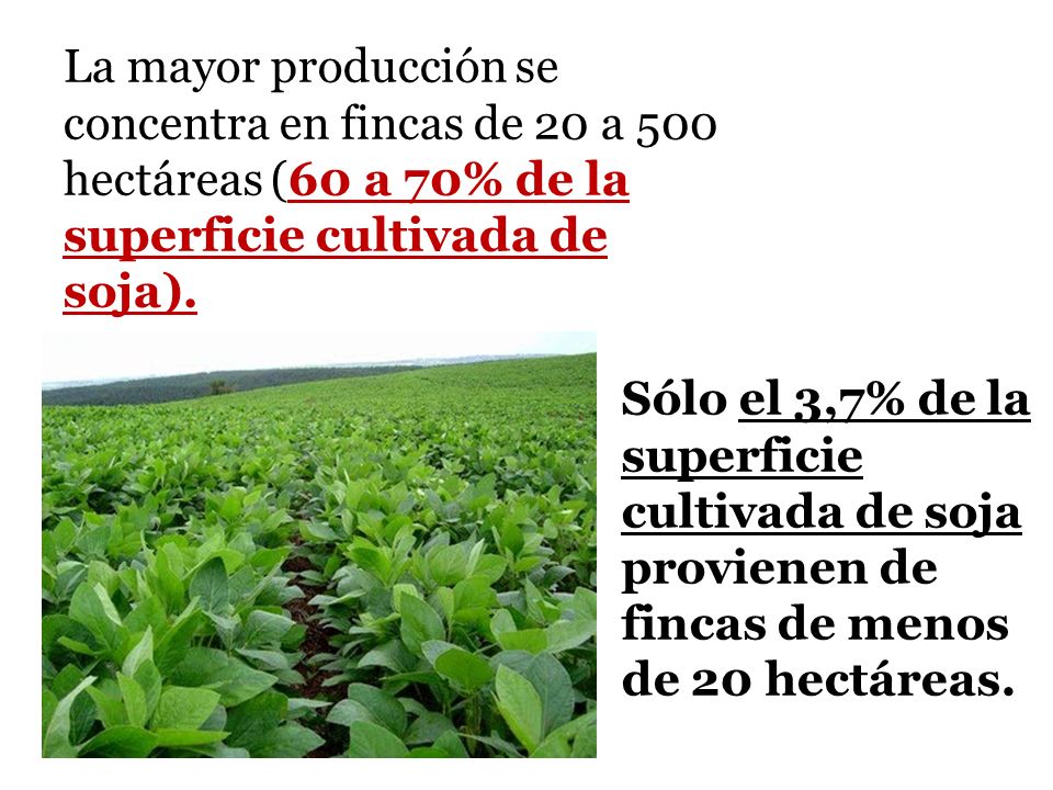 La mayor producción se concentra en fincas de 20 a 500 hectáreas (60 a 70% de la superficie cultivada de soja).