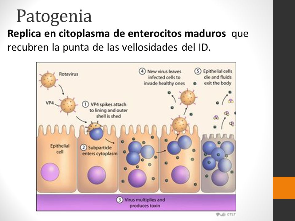 Patogenia Replica en citoplasma de enterocitos maduros que recubren la punta de las vellosidades del ID.