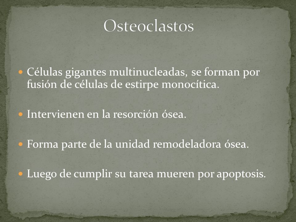 Osteoclastos Células gigantes multinucleadas, se forman por fusión de células de estirpe monocítica.