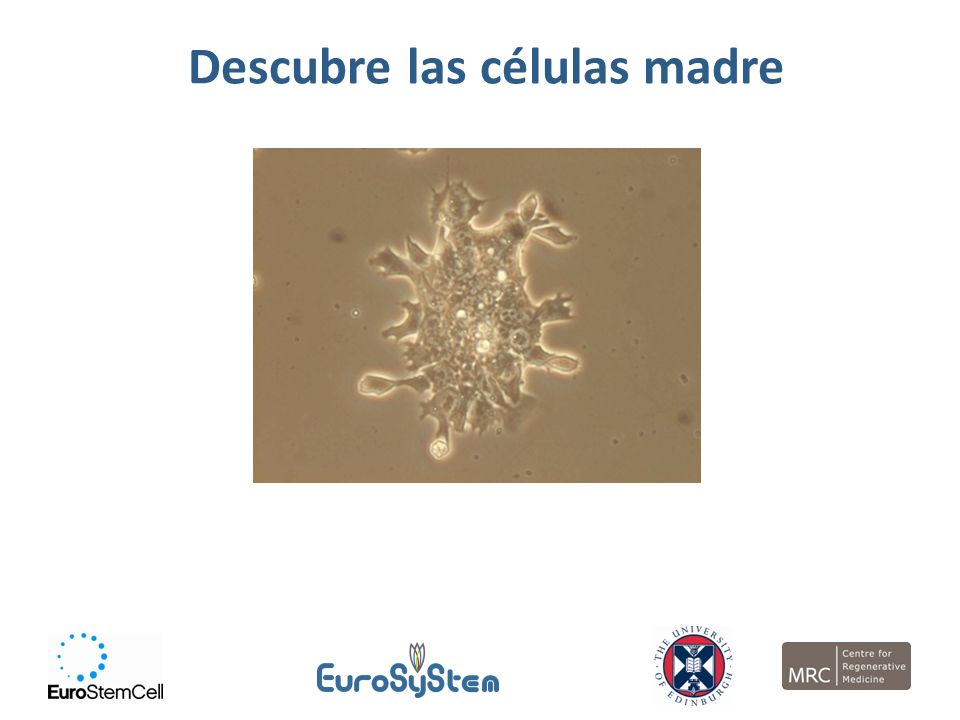 Descubre las células madre
