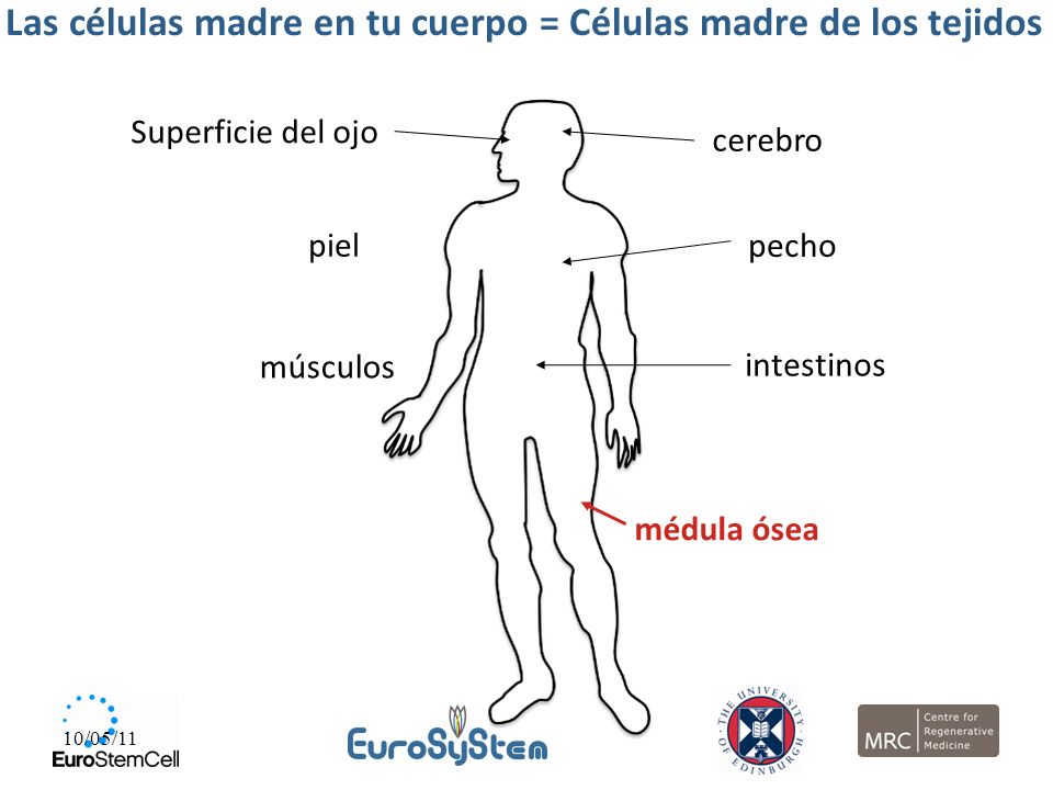 Las células madre en tu cuerpo = Células madre de los tejidos