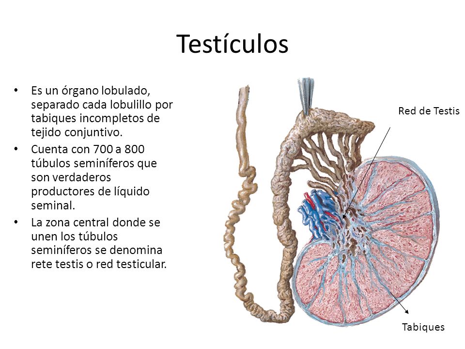 Testículos Es un órgano lobulado, separado cada lobulillo por tabiques incompletos de tejido conjuntivo.
