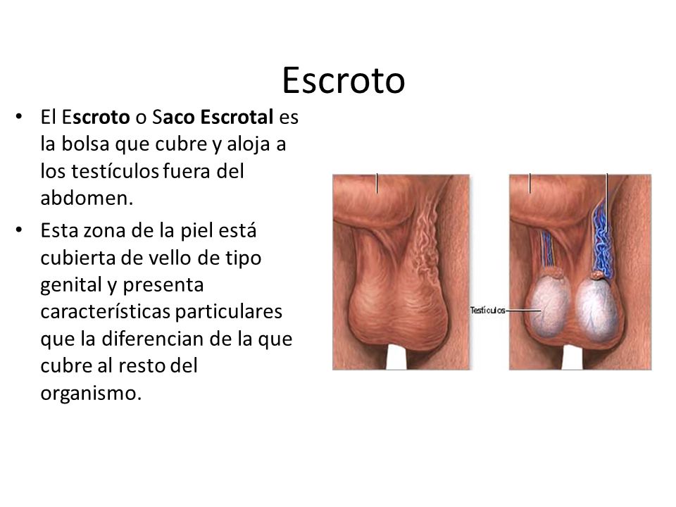Escroto El Escroto o Saco Escrotal es la bolsa que cubre y aloja a los testículos fuera del abdomen.
