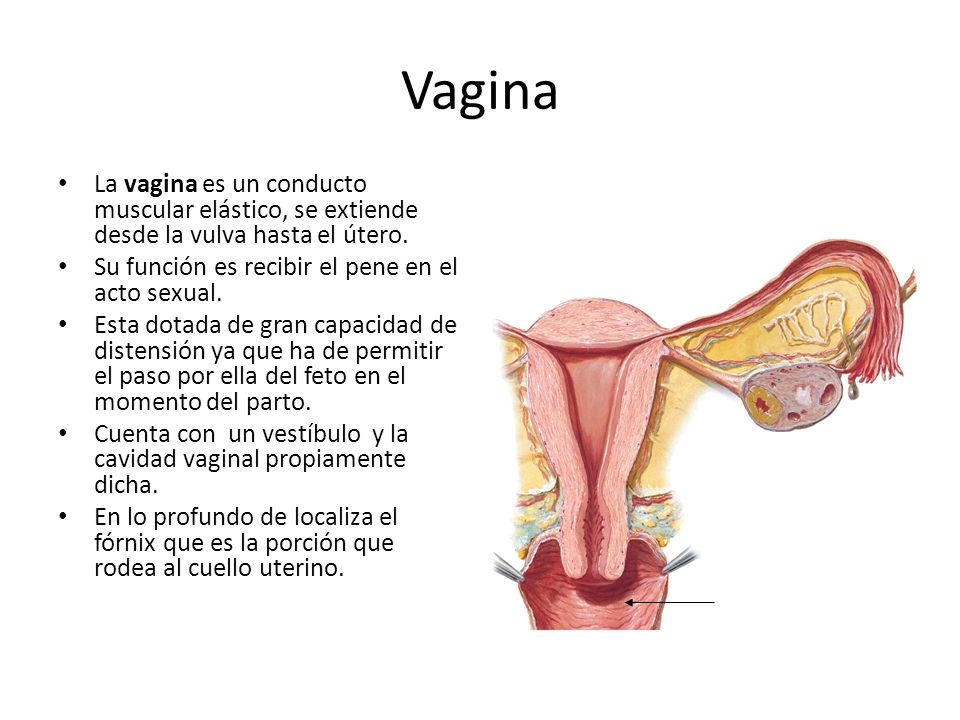 Vagina La vagina es un conducto muscular elástico, se extiende desde la vulva hasta el útero. Su función es recibir el pene en el acto sexual.
